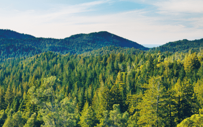 4 Reasons Why You Should Be Creating Evergreen Content